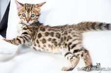 rosetted Bengal Kitten